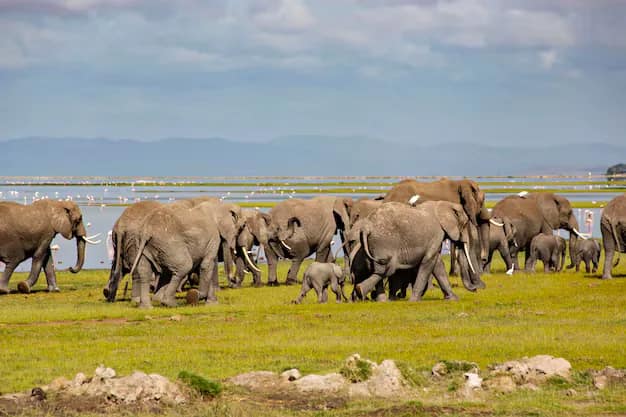 Nairobi · Masai Mara · Amboseli, Kenya