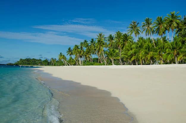 Falealupo Beach in Samoa, with coconut palms leaning over pale sand and shallow turquoise water in bright sunlight