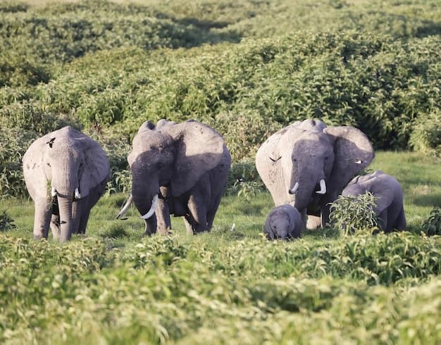 Nairobi · Masai Mara · Amboseli, Kenya