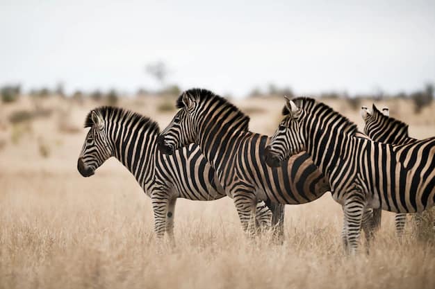 Serengeti · Ngorongoro · Zanzibar, Tanzania