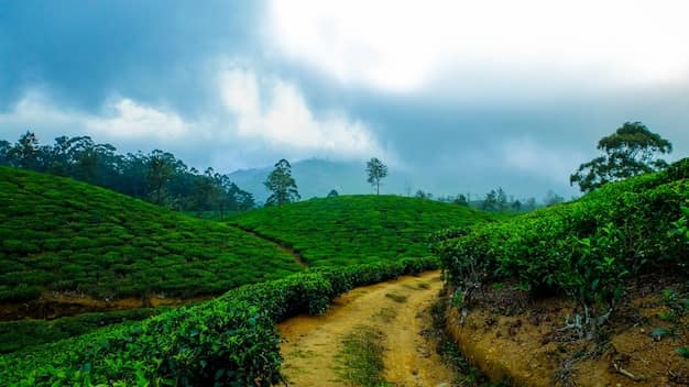 Mist rolling over the plantations of an Indian hill station