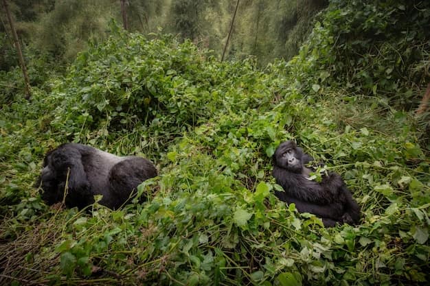 Kigali · Volcanoes NP · Lake Kivu, Rwanda