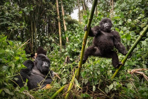 Entebbe · Bwindi · Queen Elizabeth NP, Uganda