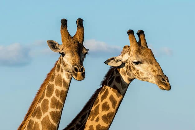 Cape Town · Winelands · Kruger, South Africa