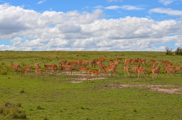 Nairobi · Amboseli · Nakuru · Masai Mara, Kenya